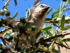 Passer motitensis motitensis