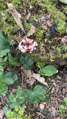 Hydnellum peckii