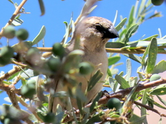Passer motitensis motitensis