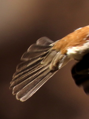 Passer motitensis motitensis