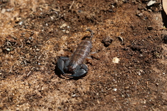Hormurus waigiensis
