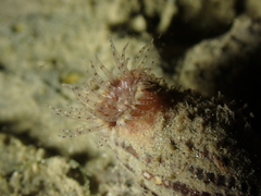 Calliactis parasitica