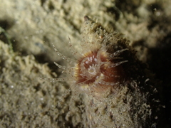 Calliactis parasitica