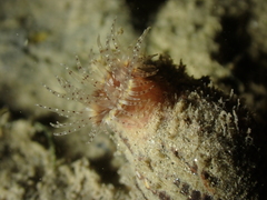 Calliactis parasitica