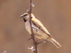 Passer motitensis motitensis