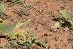 Brunsvigia bosmaniae