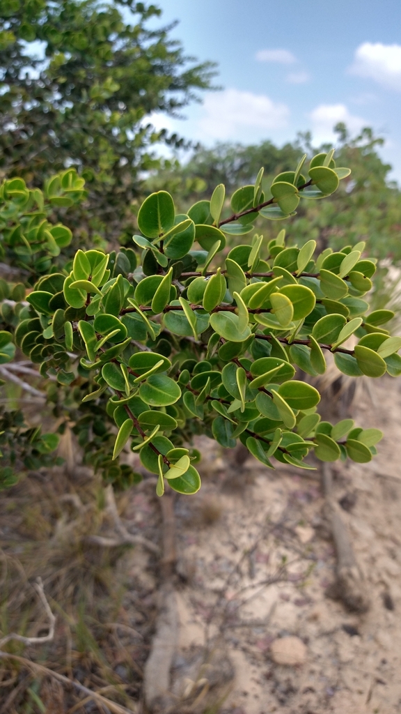 Mouriri gardneri