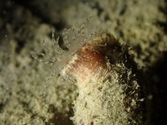 Calliactis parasitica