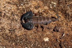 Hormurus waigiensis