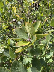 Dais cotinifolia