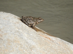 Pelophylax ridibundus