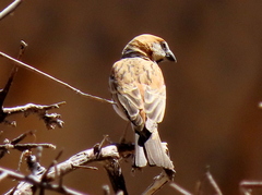 Passer motitensis motitensis