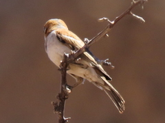 Passer motitensis motitensis