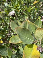 Dais cotinifolia