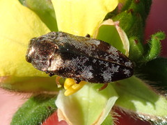 Diphucrania acuducta
