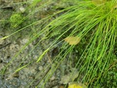 Carex leptalea