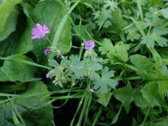Geranium pyrenaicum