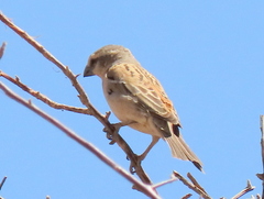Passer motitensis motitensis