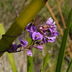 Hardenbergia violacea