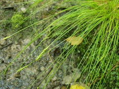 Carex leptalea