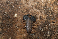 Hormurus waigiensis