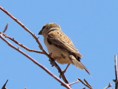 Passer motitensis motitensis