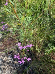 Boronia rivularis