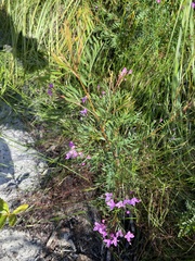 Boronia rivularis