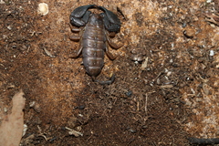 Hormurus waigiensis
