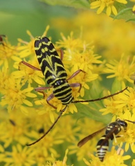 Megacyllene robiniae