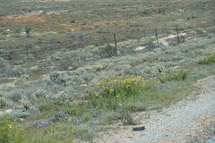 Atriplex lindleyi inflata