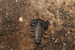 Hormurus waigiensis