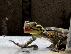 Agama planiceps
