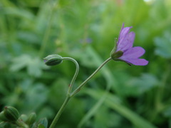 Geranium pyrenaicum