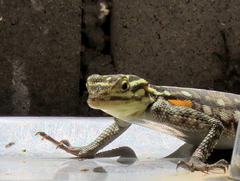 Agama planiceps