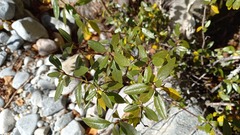 Rhododendron dauricum