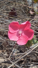 Pavonia rosa-campestris