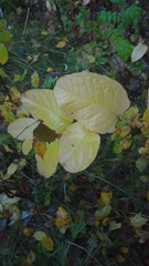 Reynoutria sachalinensis