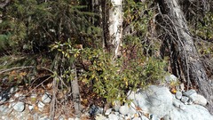 Rhododendron dauricum