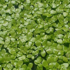 Callitriche stagnalis