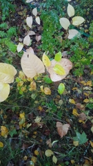 Reynoutria sachalinensis