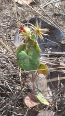 Pavonia rosa-campestris