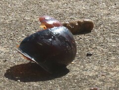 Sphaerospira fraseri