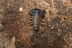 Hormurus waigiensis