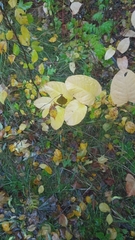 Reynoutria sachalinensis