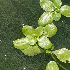 Callitriche stagnalis