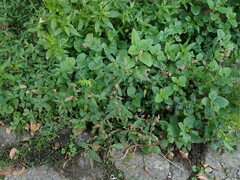 Persicaria maculosa