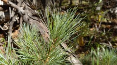 Pinus pumila