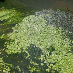 Callitriche stagnalis