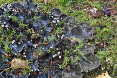 Peltigera praetextata